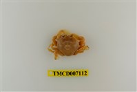 藏品(短刺伊氏蟹)的圖片